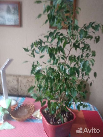 Фикус бенджамина