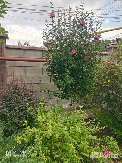 Гибискус сирийский 'Маджента Шифон'