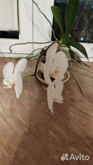 Орхидея фаленопсис