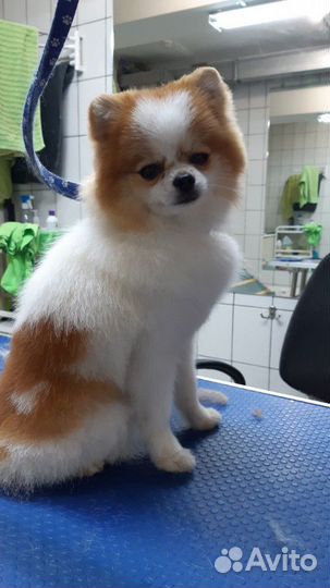 Стрижка собак и кошек