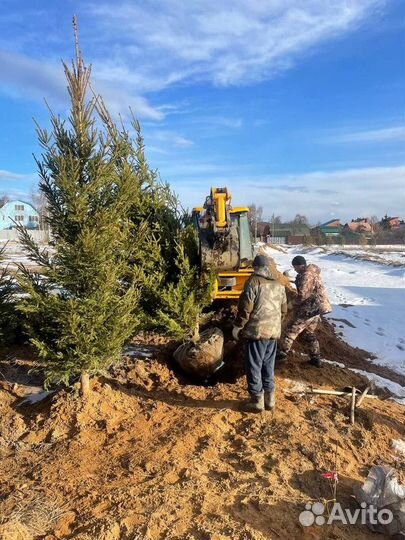 Пихта Корейская, крупномер