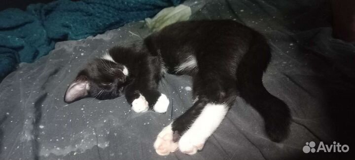 Котята в добрые руки бесплатно коты