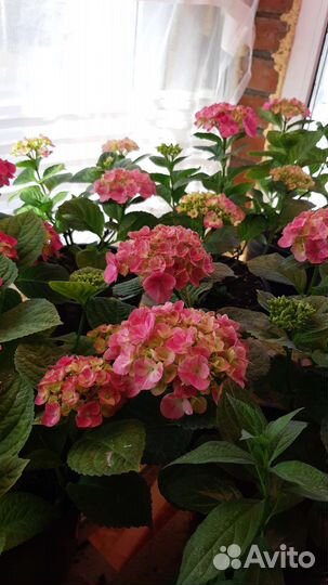 Гортензия крупнолистная