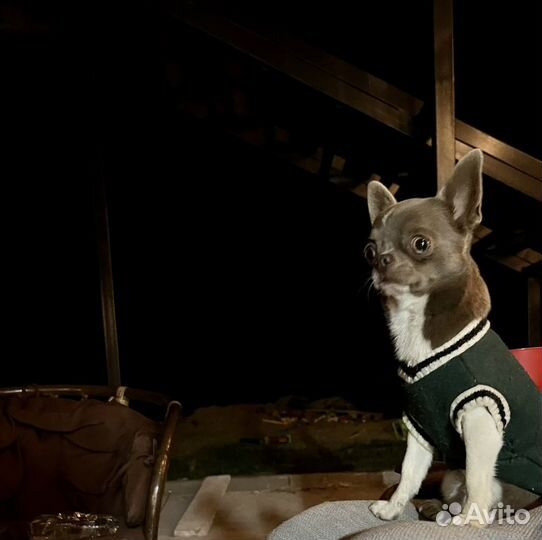 Чихуахуа мини вязка