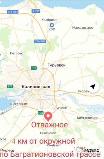 Шелковица черная саженцы в наличии