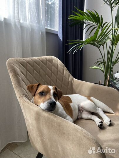 Джек Рассел терьер вязка