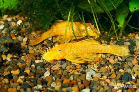 Аквариумные рыбки и растения