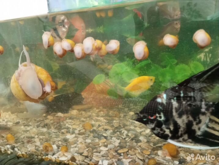 Улитки аквариумные ампулярии жёлтые