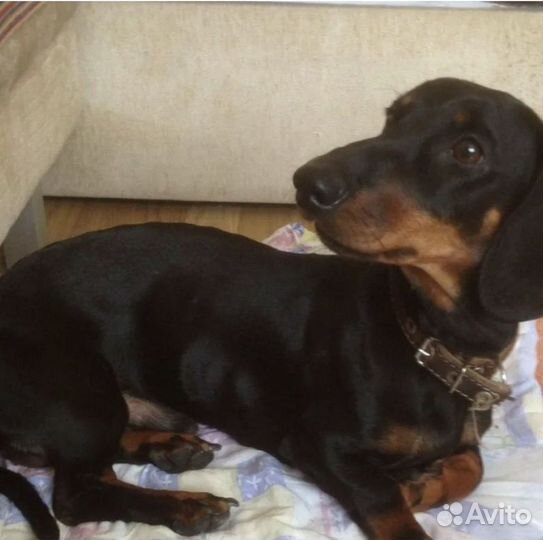 Такса в добрые руки