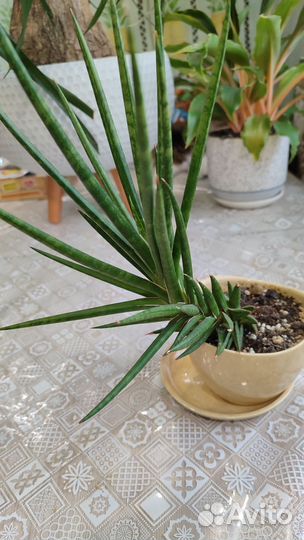 Сансевиерия Францизи