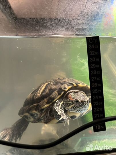 Красноухие черепашки вместе с аквариумом