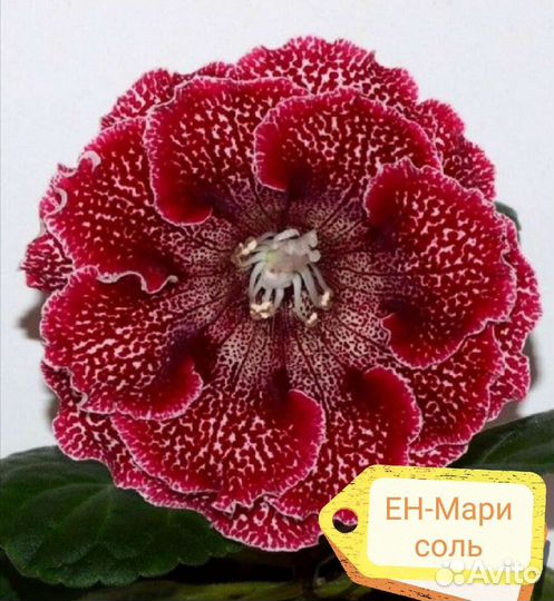 Глоксиния махровая, фиалка