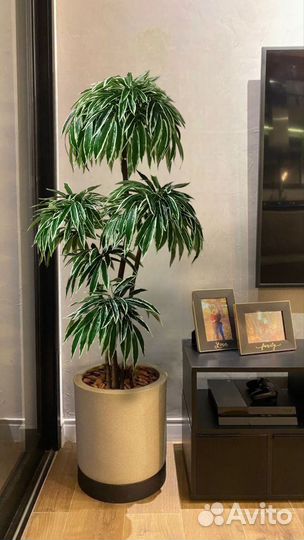 Растение лонгифолия