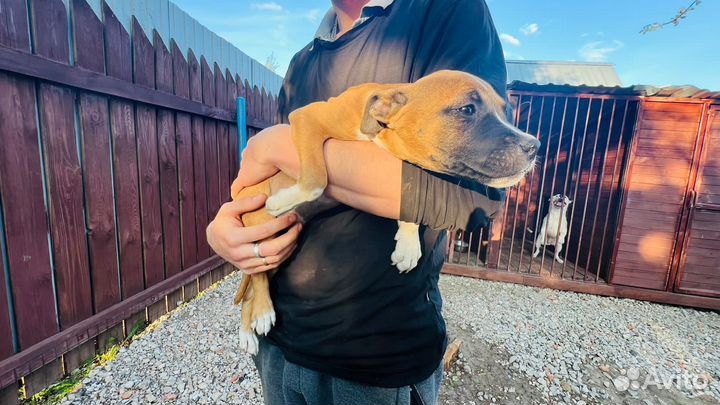 Щенки стафарда