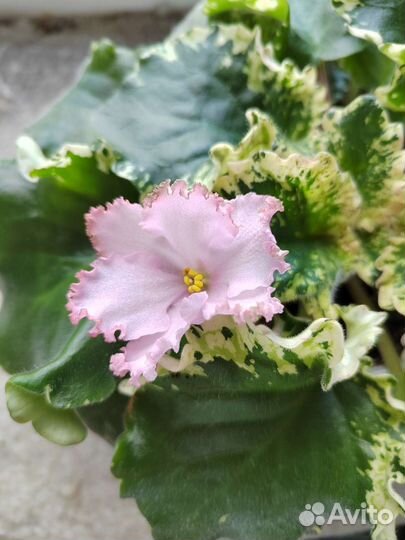 Фиалка (детки)