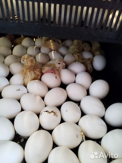 Цыплята суточные