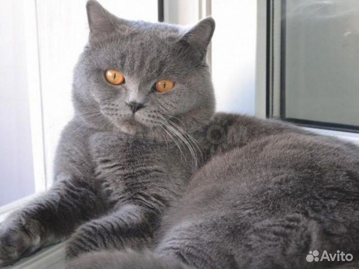 Шотландская кошечка вислоухая