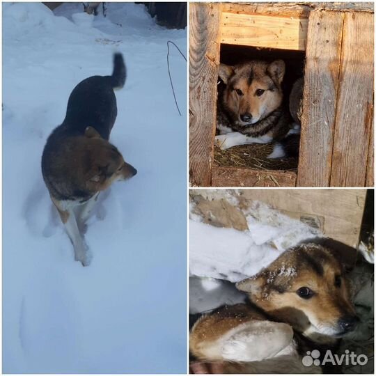 Собака Джулия в добрые руки