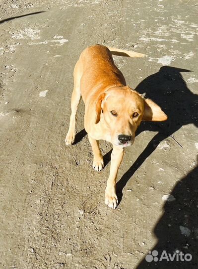 Собака ищет дом