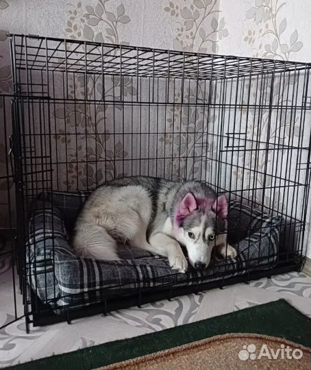 Клетка для собак от производителя