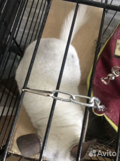 Шиншилла серебристая с клеткой
