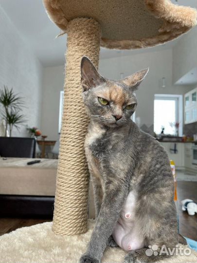 Котята девон-рекс