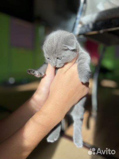 Британская кошка
