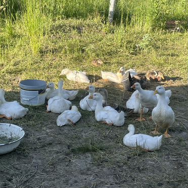 Куры,гуси, утки,цыплята