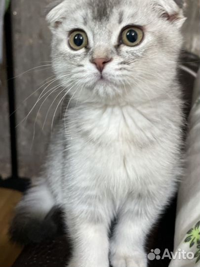 Шотландский кот вязка