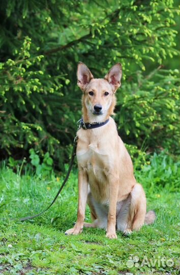 Собака молодая стерилизованная