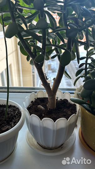 Денежное дерево (толстянка)