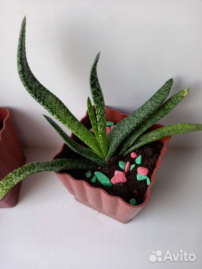 Суккуленты,кактусы