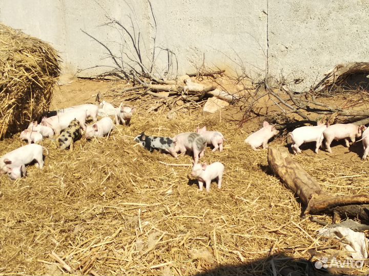 Поросята ландрас 1месяц