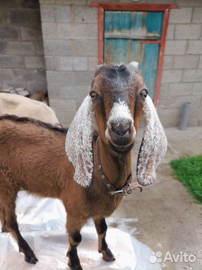 Козлик нубийский