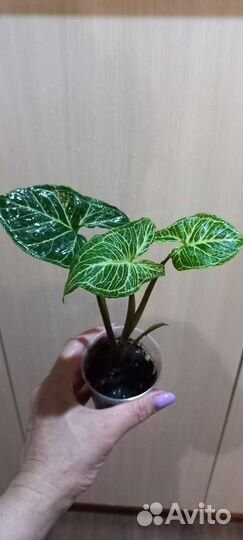 Сингониум Голден Венейшн