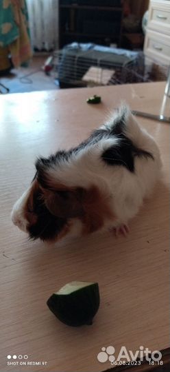 Морская свинка