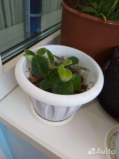 Продам цветы комнатные