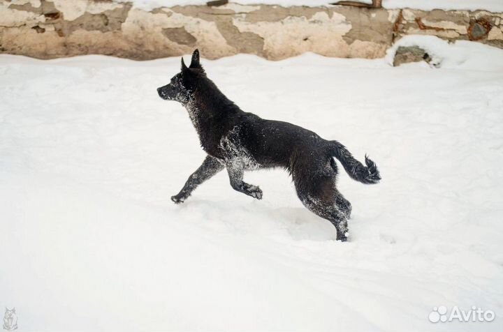 Собака Чара в добрые руки