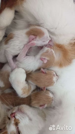 Котята на бронь