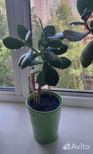 Денежное дерево(толстянка)