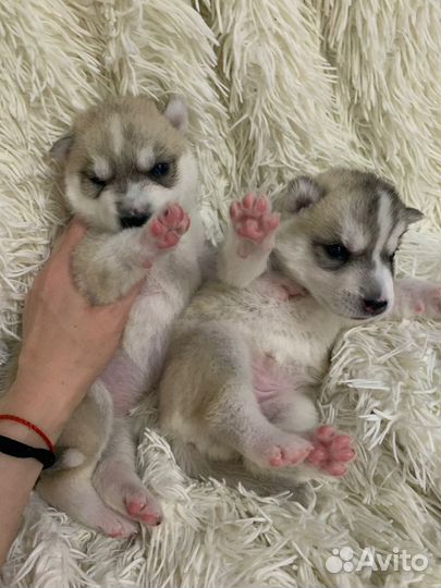 Щенки сибирской Хаски