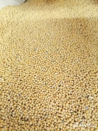 Горчица белая, Рапсодия