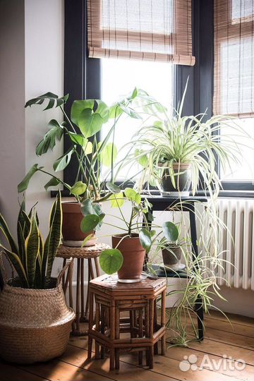 Домашние цветы в интерьере