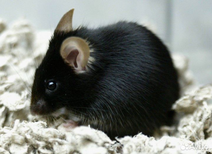 Джунгарские хомячки и цветные мышки