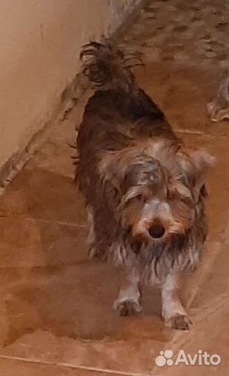 Собаки щенки маленькой породы