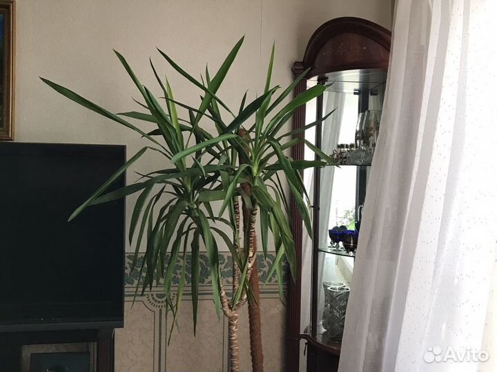 Пальма юкка