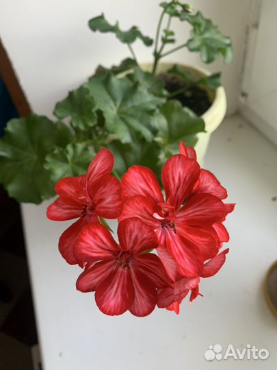 Пеларгония герань