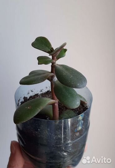 Денежное дерево. Толстянка. Красула. Кактус. Алоэ