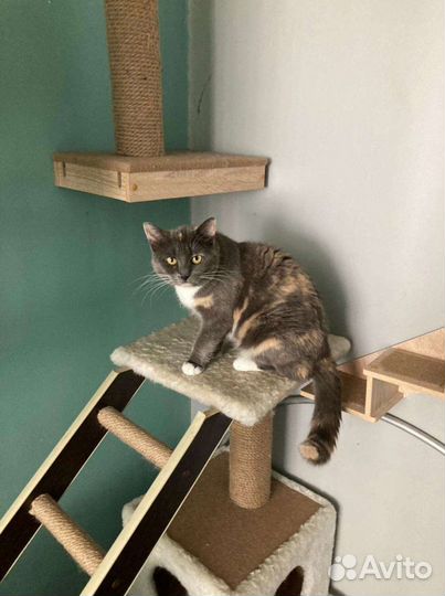 Кошка Леся в добрые руки бесплатно