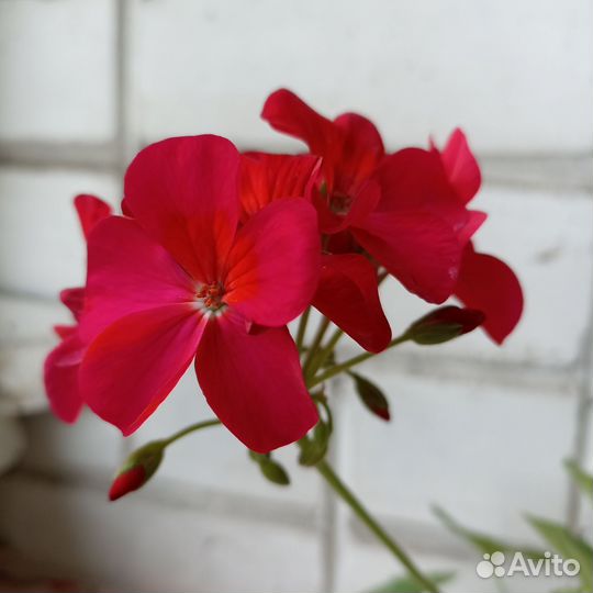 Пеларгония герань красная